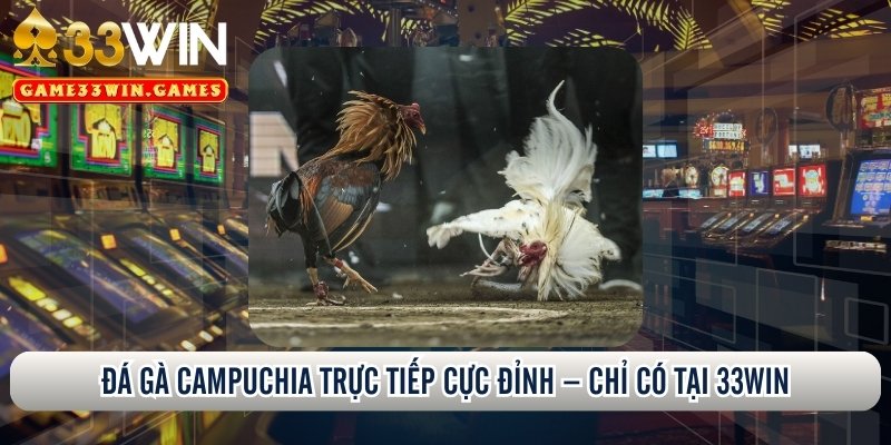 Đá gà trực tiếp Campuchia