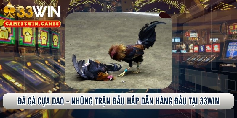 Đá gà cựa dao